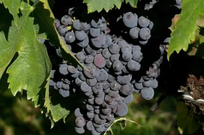 Montefalco: Tour de vinho e azeite com degustação e almoço