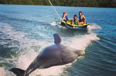 Marco Island Private Tubing, Dolphin Watching & Shelling Tour