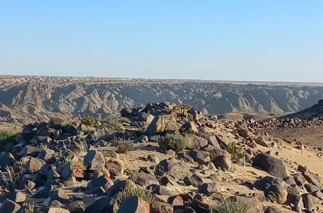 Welwitschia à Swakopmund : Plante du désert et paysage lunaire