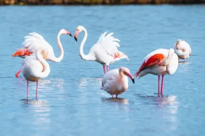 Sentiers humides et vues dans le parc s'Albufera des Grau