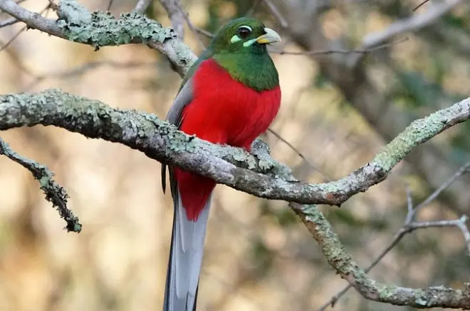 Avistamiento de aves en Durban: 3 reservas naturales