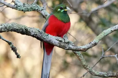 Observation des oiseaux à Durban : 3 réserves naturelles