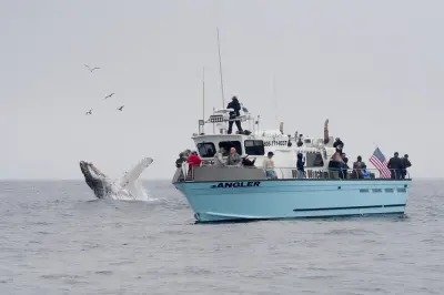 Avvistamento balene a Morro Bay: Tour di 3 ore