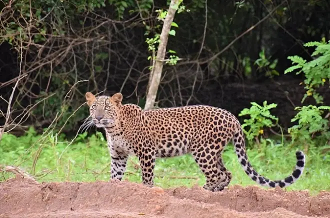 Observation des léopards au parc national de Yala, safari complet