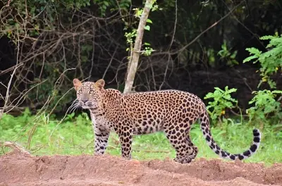 Safari no parque nacional de Yala com avistamento de leopardos