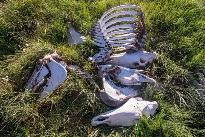 Wyoming : Chasse aux os et nettoyage de squelettes d’animaux