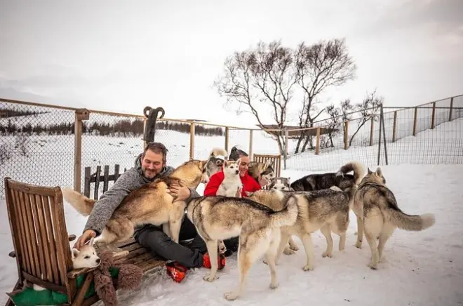 Carinho com huskies em Akureyri: Abrace mais de 20 cães