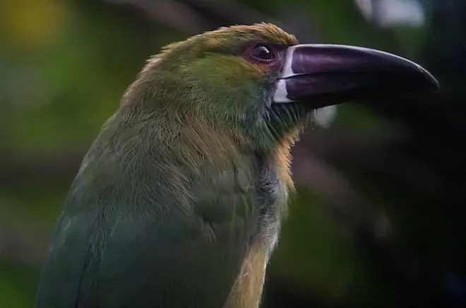 Mindo Birding Tour: See 5 Toucan Species in One Day