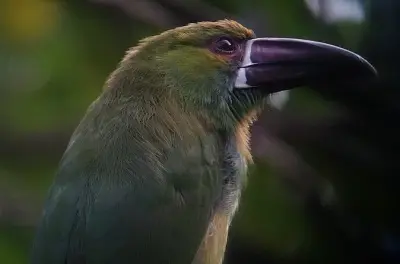 Mindo Birding Tour: See 5 Toucan Species in One Day