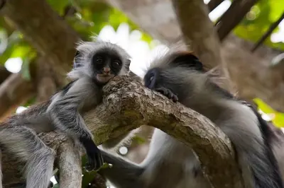Forêt de Jozani : Singes colobes rouges à Zanzibar