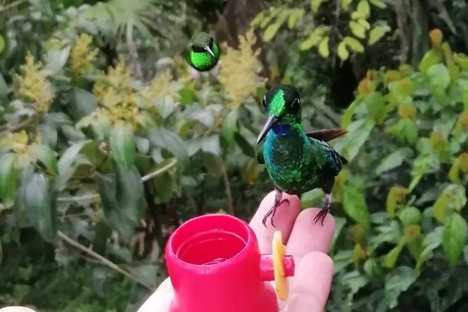 Colibris nourris à la main à Mindo : Jusqu’à 12 espèces