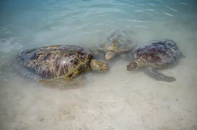 Port Vila journée complète : Cascades, tortues et lagon bleu