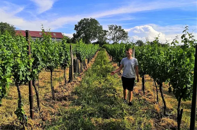 Wine garden hike with tasting in Hohenruppersdorf
