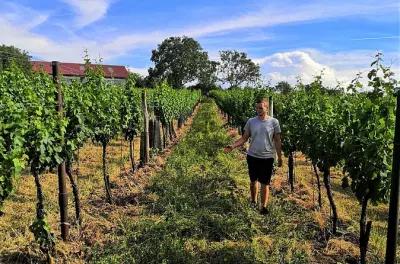 Caminhada pelo vinhedo com degustação em Hohenruppersdorf