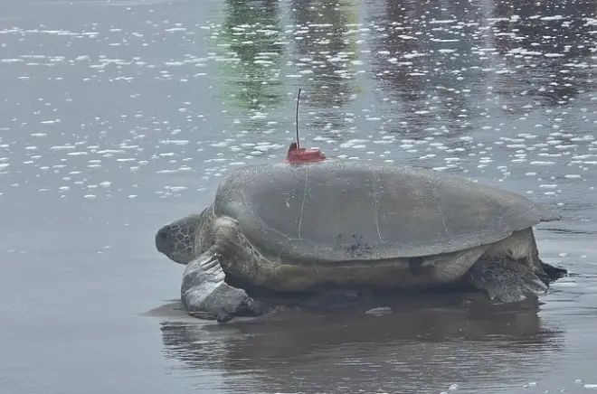 Grüne Meeresschildkröten beim Nisten in Tortuguero beobachten