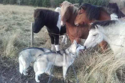 Caminhada com husky em Akureyri: Passeio e tempo para carinho