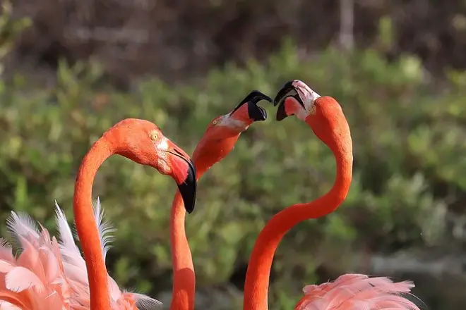 Private Tour Süd Bonaire: Flamingos, Salzfelder und Seru Largu