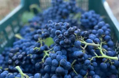 Tenuta La Viola Weinverkostung: 6 Weine mit lokalen Speisen