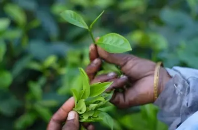 Amchong Tea Estate tour from Guwahati: Pluck and taste tea