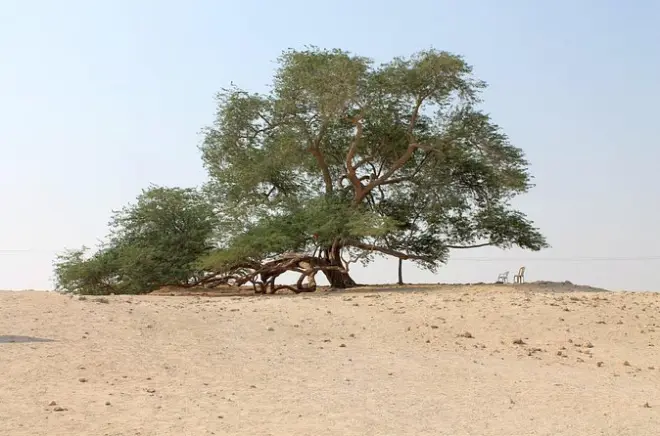 Tree of Life ab Manama: Wüstensecrets in 4 Stunden
