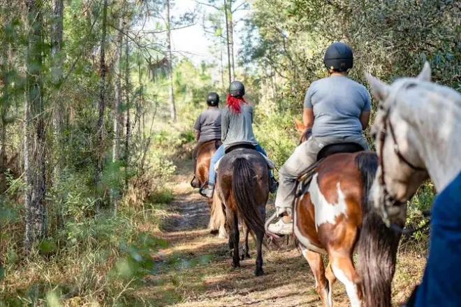 Horseback Riding in Ocala National Forest: 7-Mile Trail