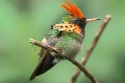 El Suzanne Estate Birding Tour: Hummingbirds and night wildlife