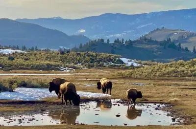 Fauna selvatica a Yellowstone: Lamar Valley con guida privata esperta