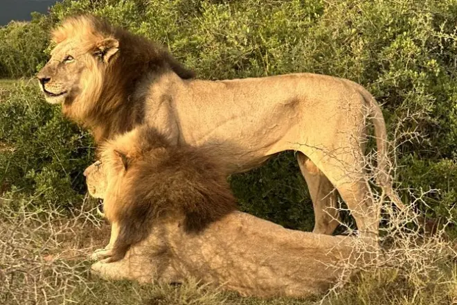 Safari Big Five en Schotia Private Game Reserve, Port Elizabeth