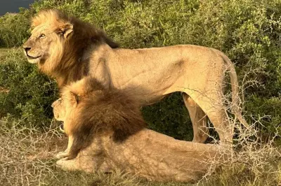 Safari Big Five en Schotia Private Game Reserve, Port Elizabeth