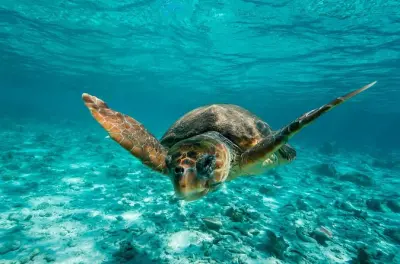 Snorkeling a Tulum con 2 barriere coralline e rovine Maya viste