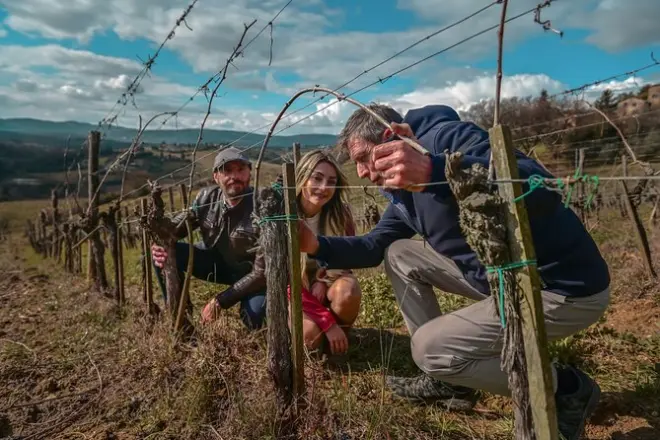 Degustação de vinhos perto de Siena: Vinhedo, adega e almoço