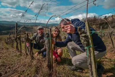 Wine Tasting near Siena: Vineyard, Cellar & Lunch