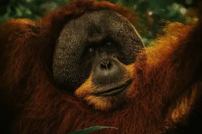 Bukit Lawang jungle trek from Medan: See orangutans
