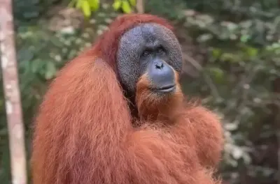 Gunung Leuser 3-Day Orangutan Trek & Stone Carving