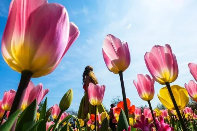 Descubre la primavera en holanda con esta excursión a keukenhof y los campos de tulipanes desde Ámsterdam, con entrada rápida, recogida de flores y transporte incluido.