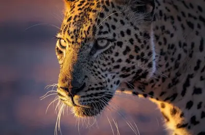 Yala Nationalpark Privatsafari mit Leoparden: Halbtags & Ganztags