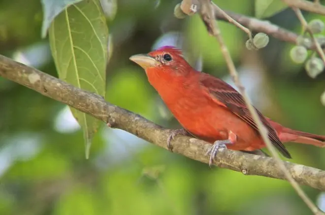 Observation des oiseaux à Esquipulas près de Quepos : Guide local