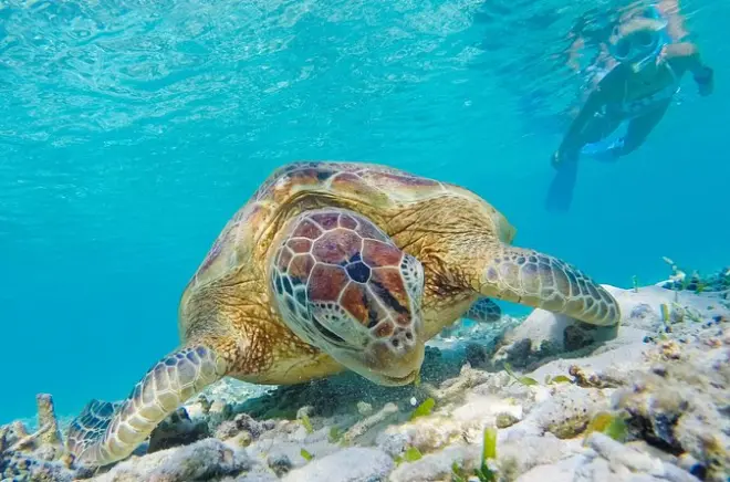 Snorkeling alle isole Daymaniyat da Muscat: Riserva marina