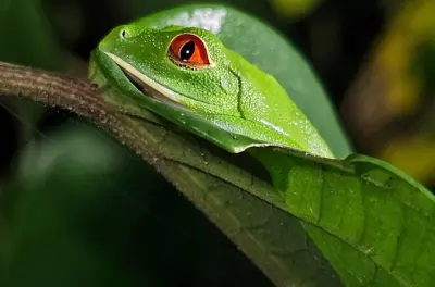 Faune nocturne dans la jungle de Tortuguero, expérience unique