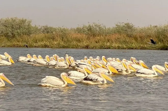 2-Day Senegal Tour: Thies, St Louis & Djoudj Park from Dakar