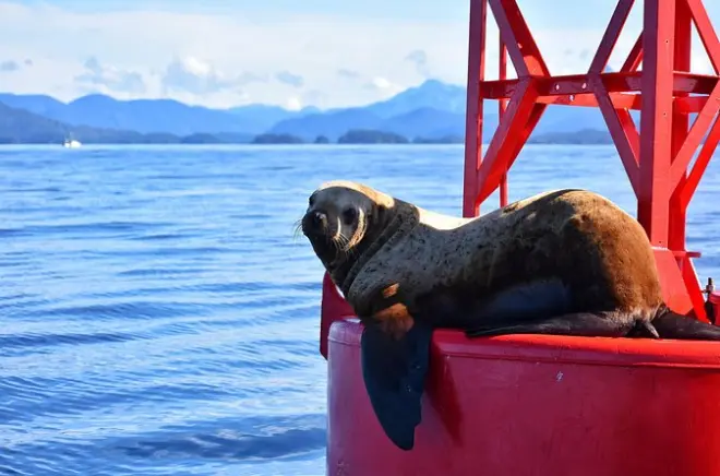 Kayaking in Sitka: Rockwell Lighthouse paddle with local guide