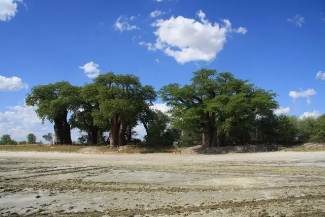 4-tägige Botswana Safari ab Maun: Mokoro, Pans & Delta