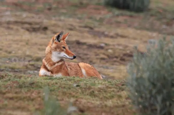 Montagne Bale da Addis Abeba: Fauna selvatica e altopiano Sanetti