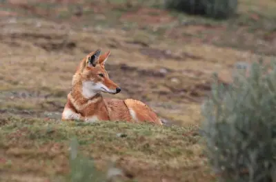 Montagne Bale da Addis Abeba: Fauna selvatica e altopiano Sanetti
