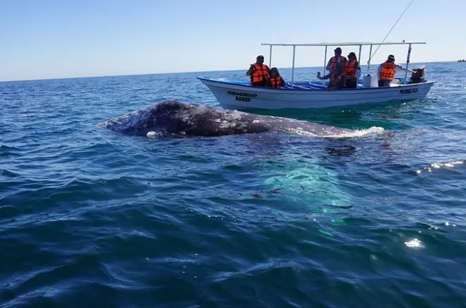 Baleines grises à La Paz, lagune Puerto Chale, janv.–mars