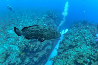 Zwei Tauchgänge am Belize Barrier Reef für zertifizierte Taucher