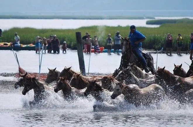 Kayak per ammirare da vicino il pony swim di Chincoteague