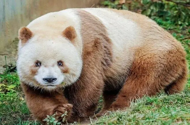 Qinling Four Treasures tour from Xi'an: See the brown panda