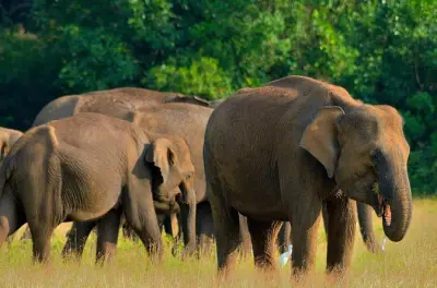 Sri Lanka 13-day tour: Sacred Tooth, Sigiriya, Yala safari