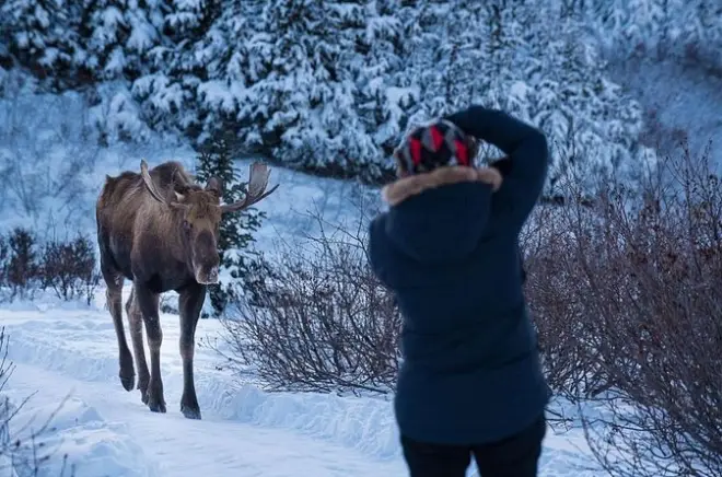 Photographie hivernale à Anchorage : Paysages gelés et faune sauvage